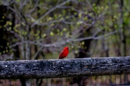Best Kinds of Bird Food to Put Out This Winter Image
